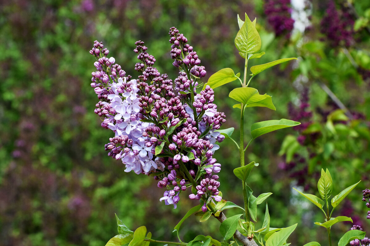 Весна в Ботаническом... - Наташа *****
