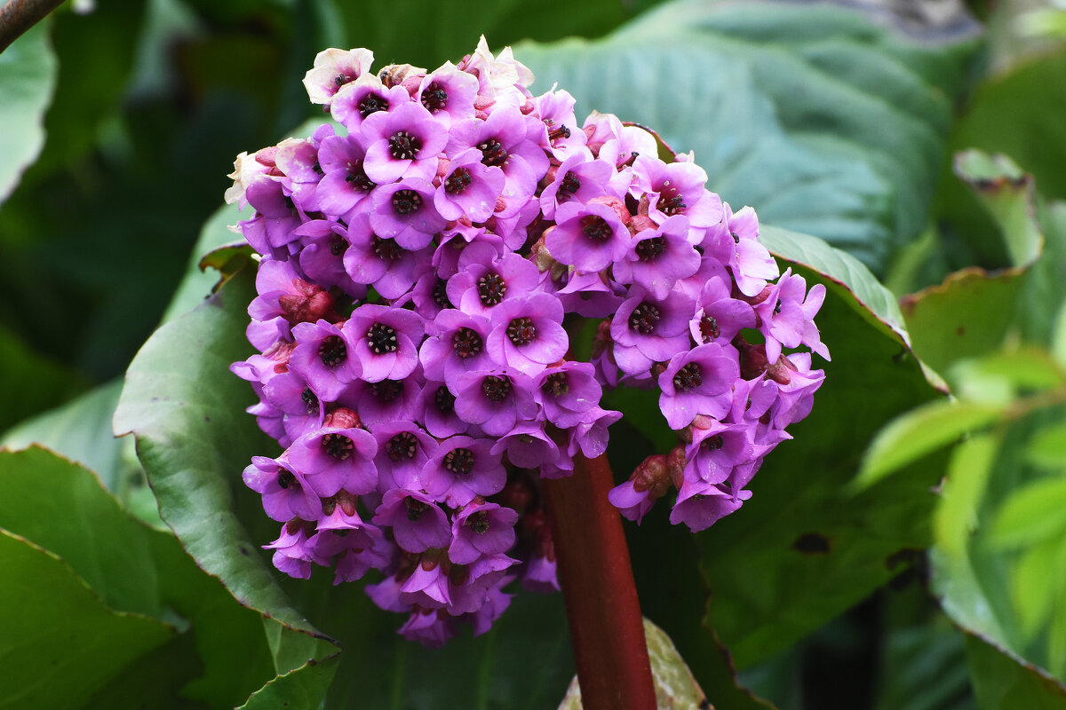 Весна в Ботаническом... С ДНЕМ ПОБЕДЫ! - Наташа *****