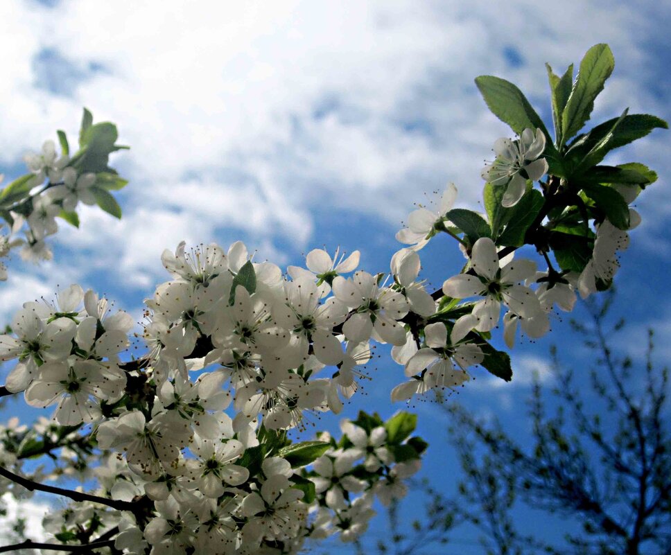 С ВЕЛИКОЙ ПОБЕДОЙ! С 9 МАЕМ! !МИРНОГО НЕБА ВСЕМ НАД ГОЛОВОЙ! - Елена Семигина