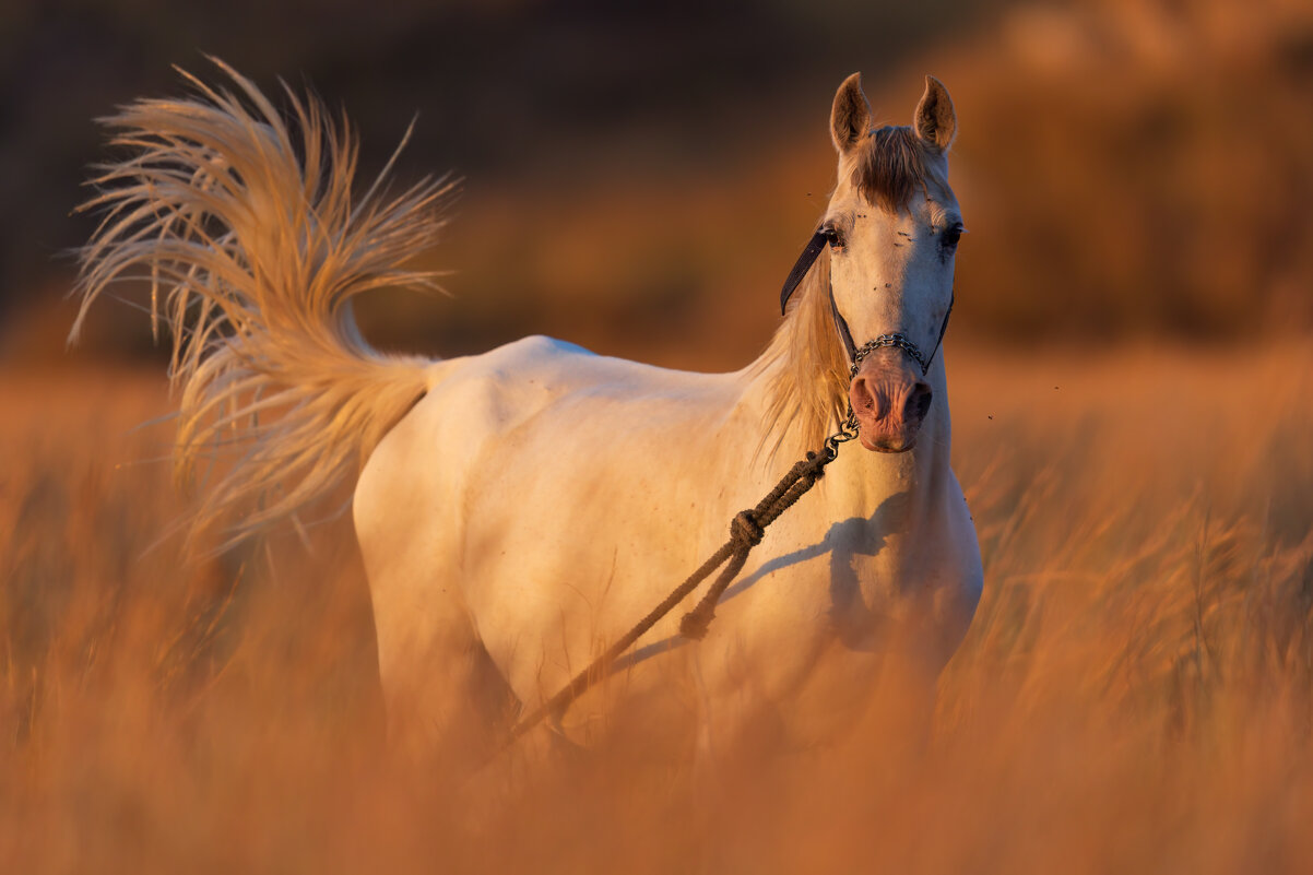 *** - Евгений Фруман *** - Евгений Фруман