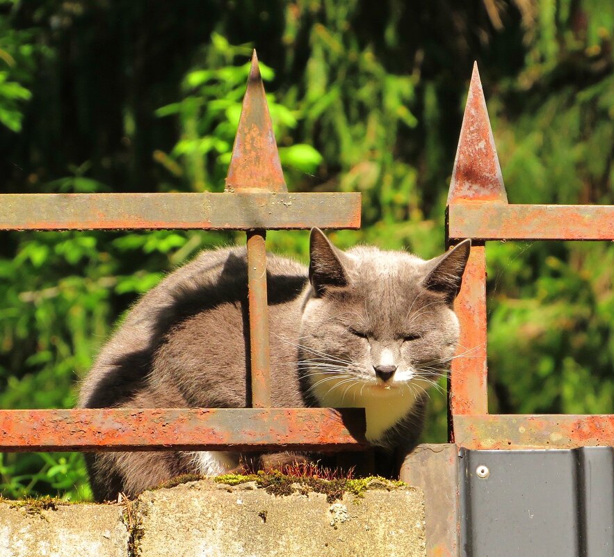 Хорошо устроился! - Андрей Снегерёв