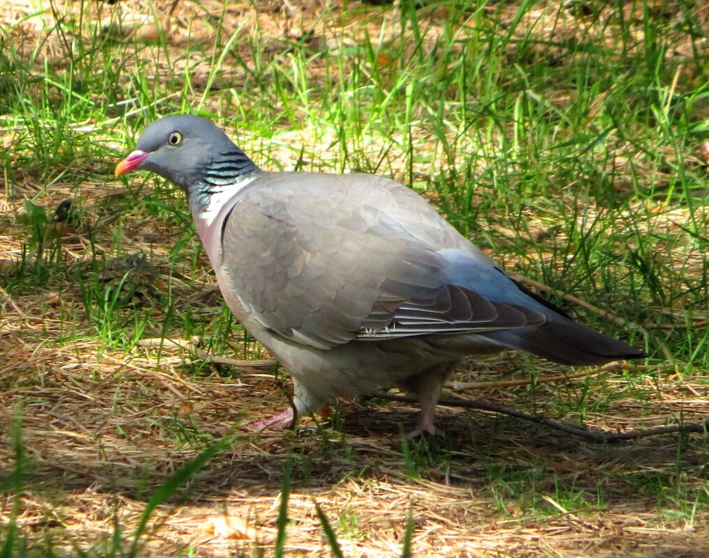 Шагает по земле - Андрей Снегерёв