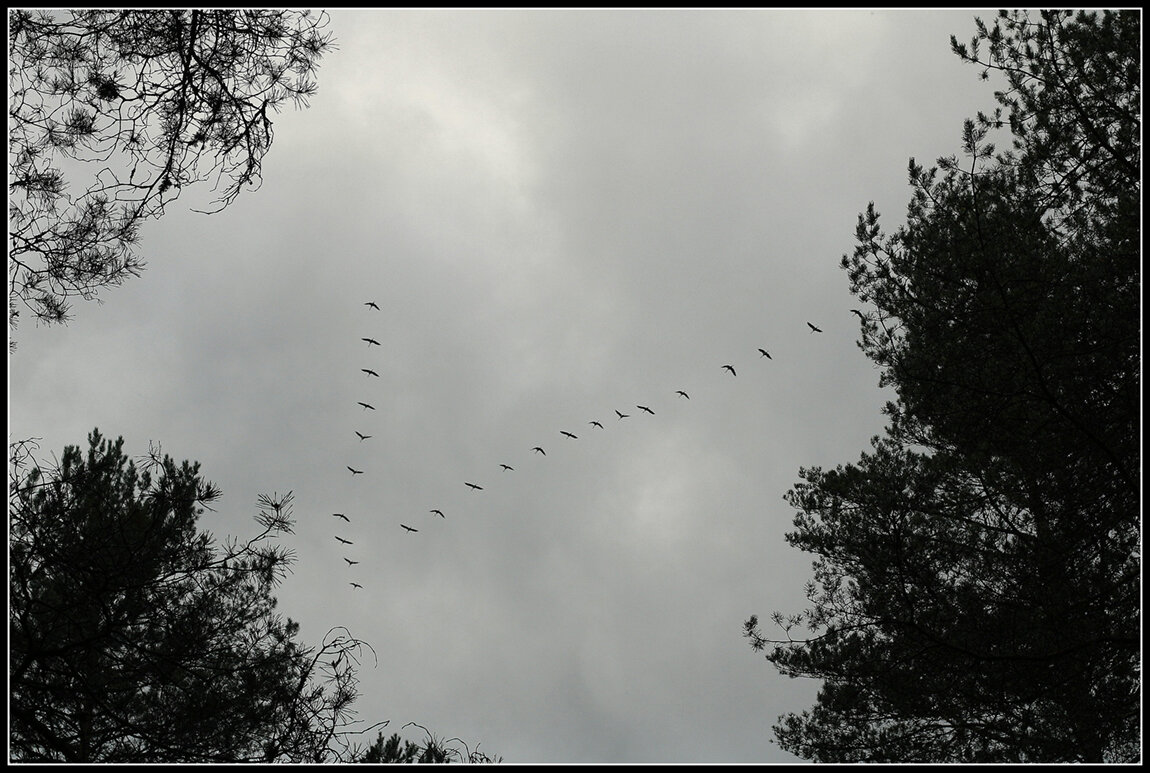 ...летит ,летит по небу клин усталый..... - Aleksandr Gal ...летит ,летит по небу клин усталый..... - Aleksandr Gal