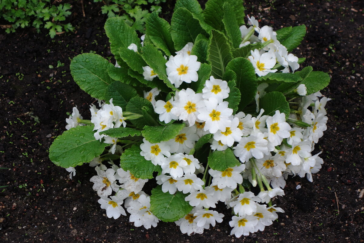 Примула - Рита Симонова Примула - Рита Симонова