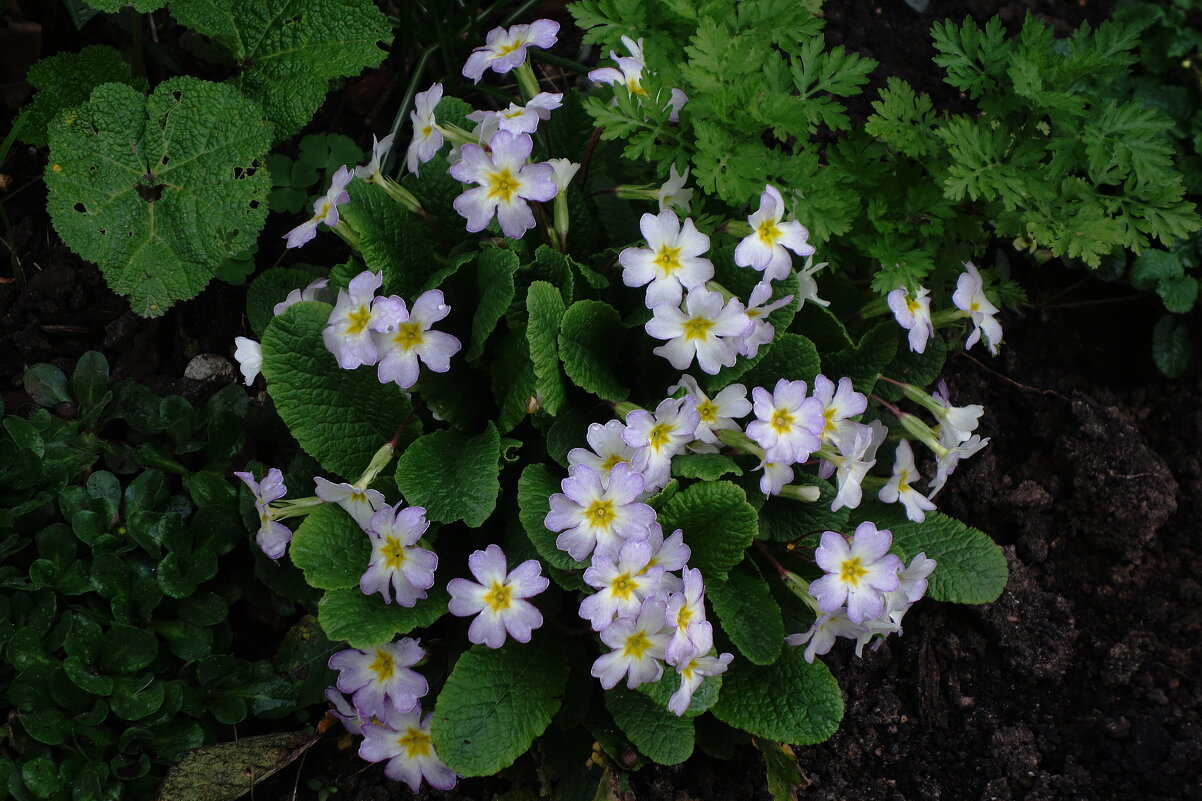 Примула - Рита Симонова