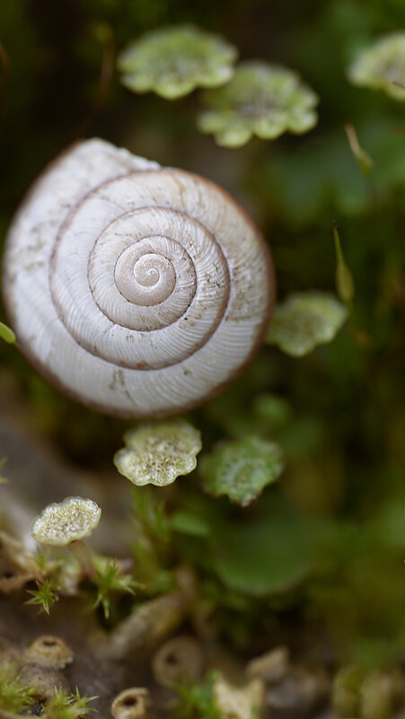 Макро мир - Эдуард Куклин