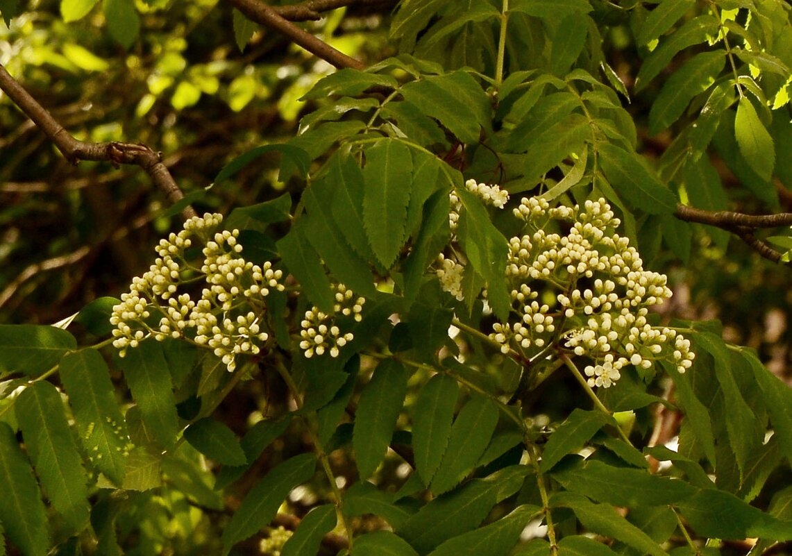 Рябина - Oleg4618 Шутченко