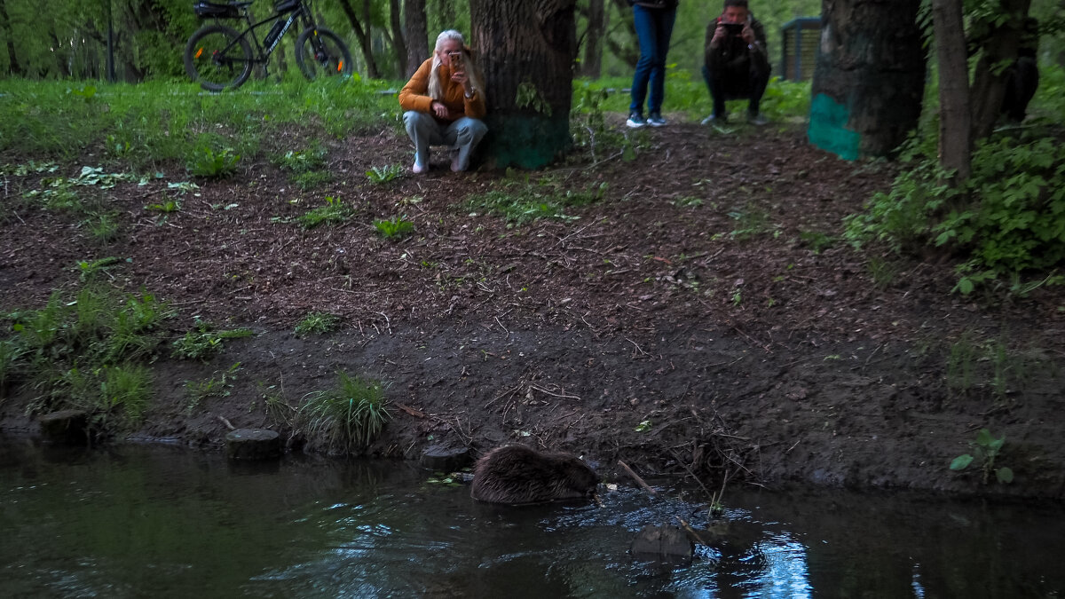 Бобр в Городе - юрий поляков