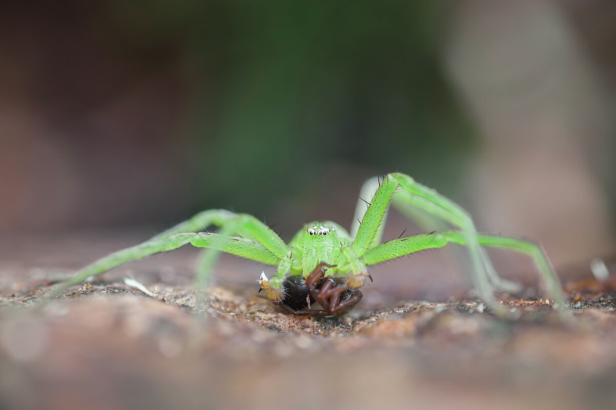 Паук - Alex Bush