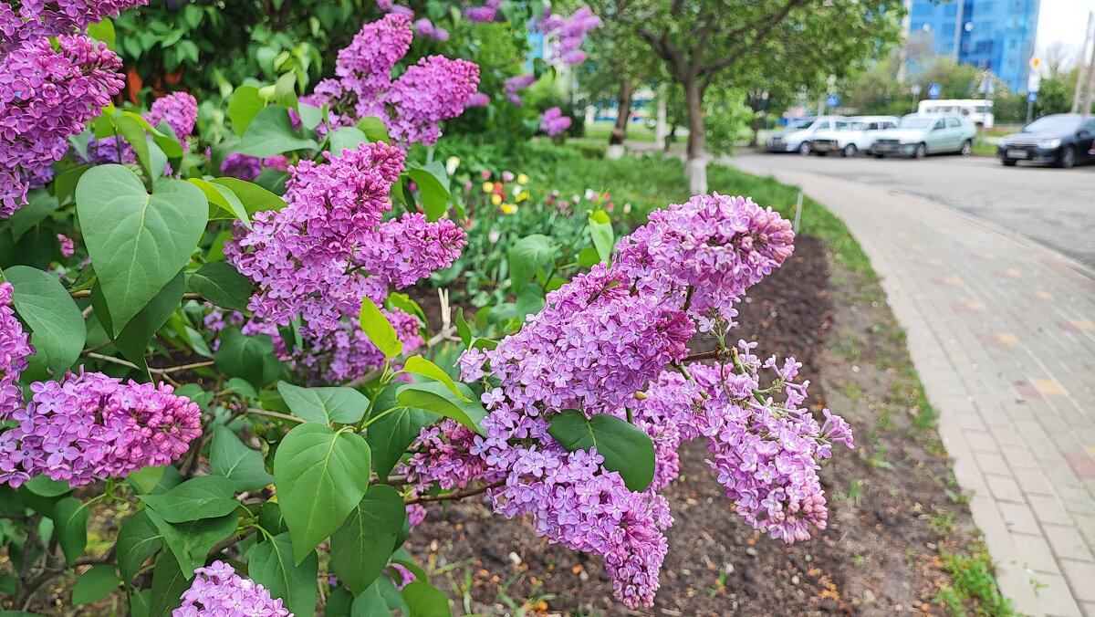 ,,, - Сергей Тимоновский