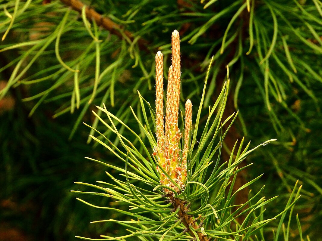 *** - Леонид leo