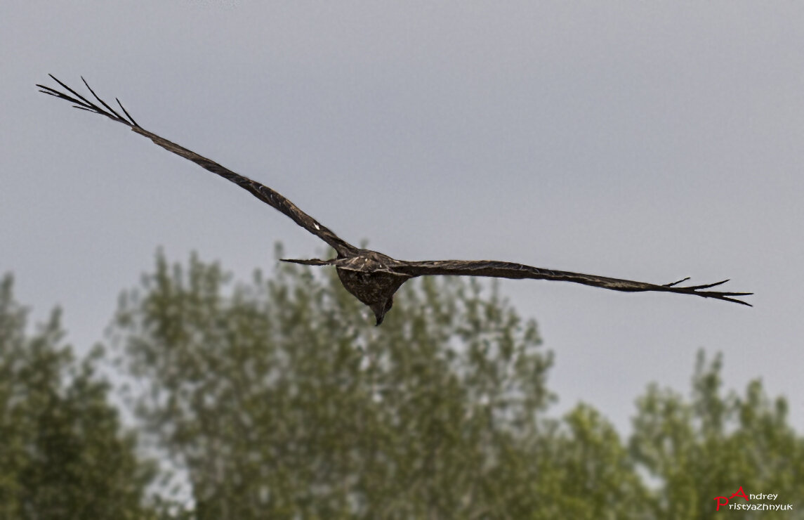 В полёте... - Андрей Пристяжнюк В полёте... - Андрей Пристяжнюк