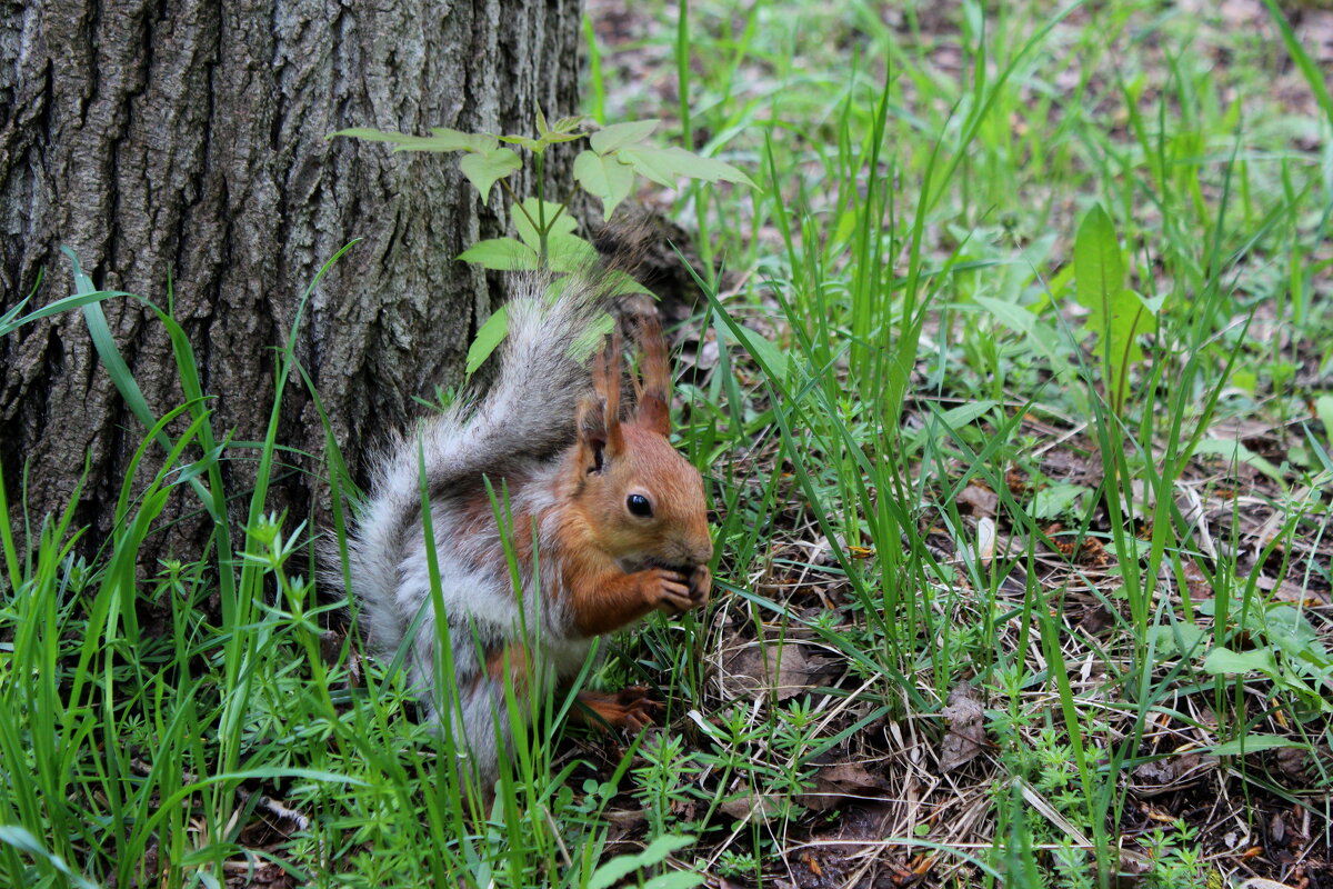 Белка в городском парке - Марсель Валеев