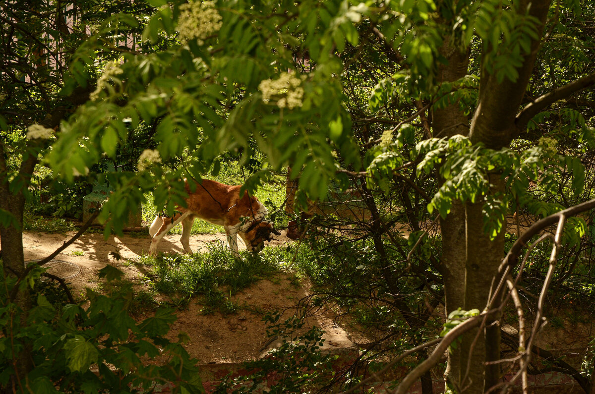 Собаки ходят - Oleg4618 Шутченко