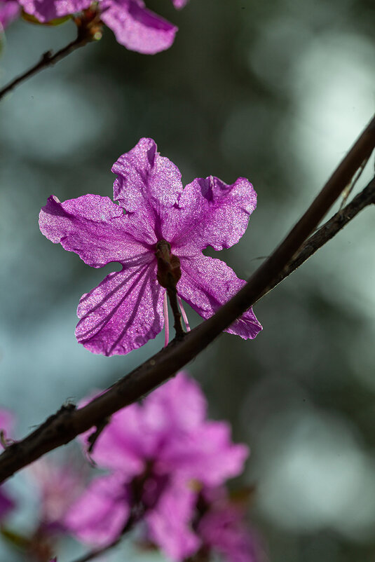 Цветок любви - Denis Doroshenko