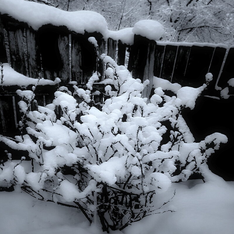 Куст смородины... - Владимир Шошин