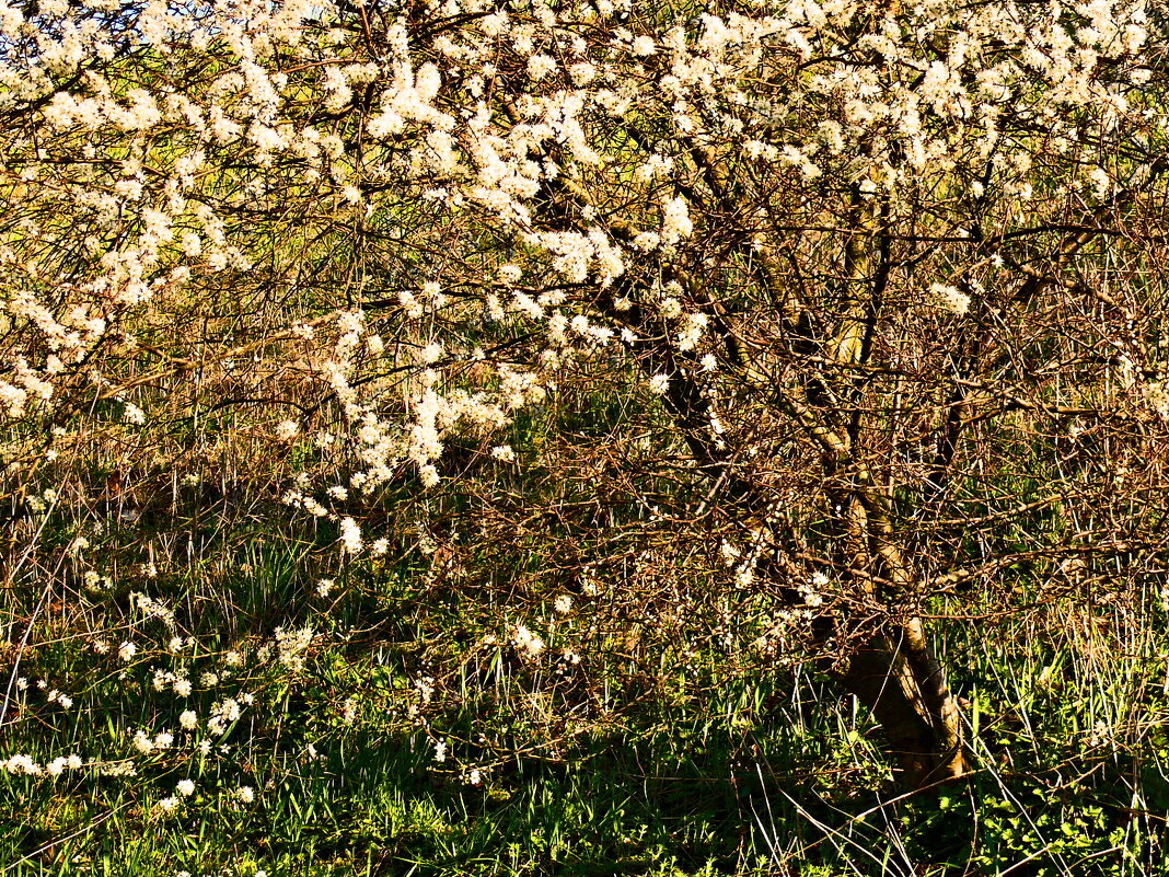 Весенние зарисовки 125 - Алексей Кузнецов