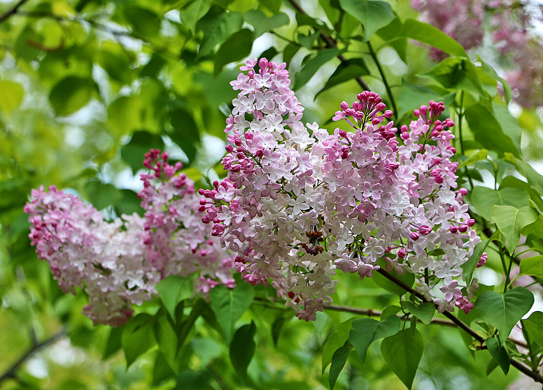 Накануне Дня Победы расцвела сирень - Светлана Накануне Дня Победы расцвела сирень - Светлана