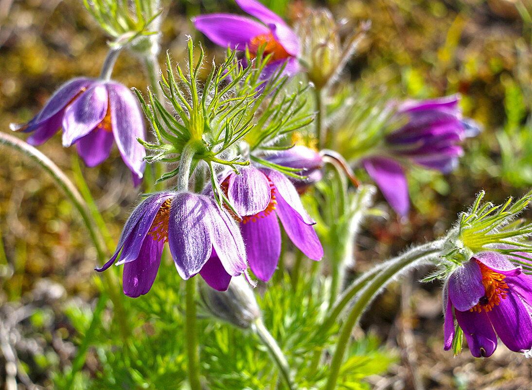 Сон-трава - Светлана Сон-трава - Светлана