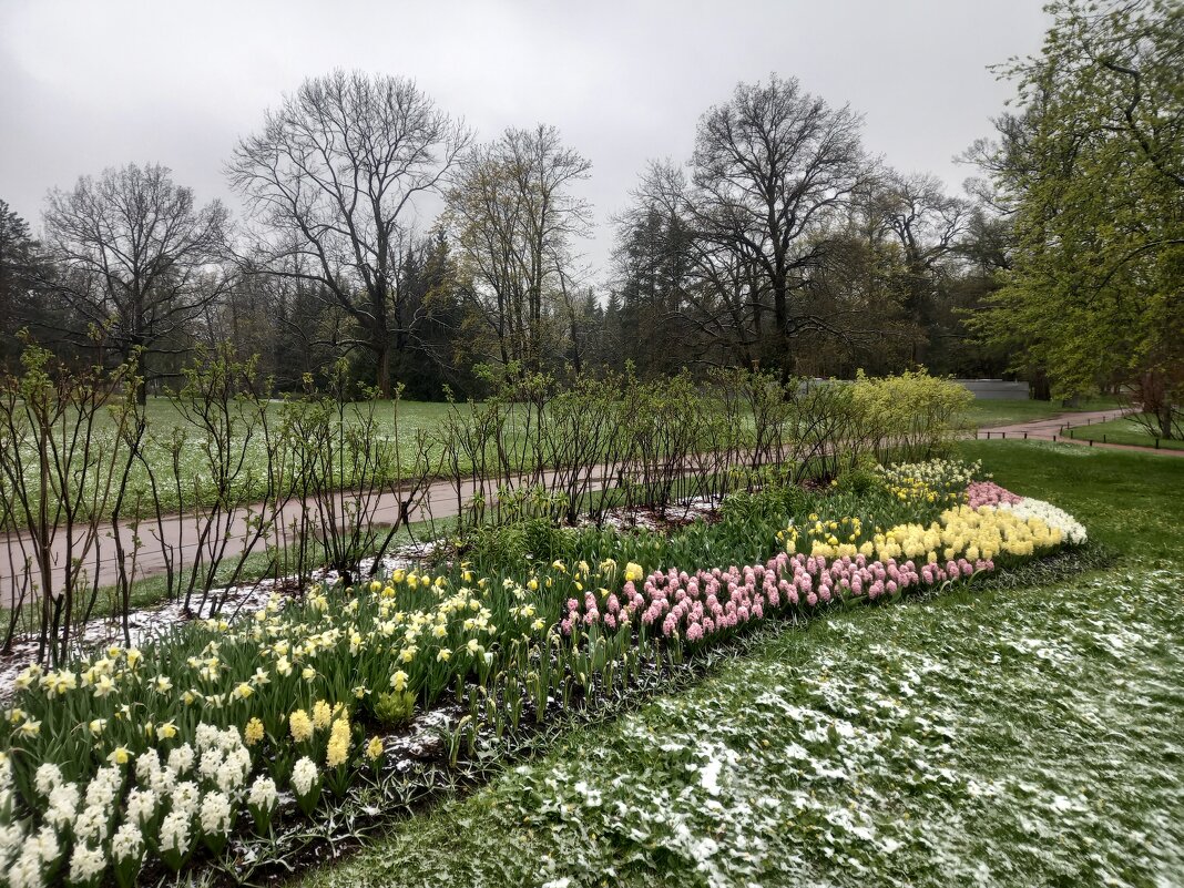 Весна - Сапсан 