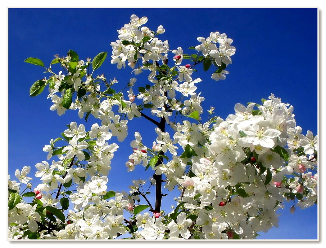 Над страною сегодня — весна! - Ольга Довженко
