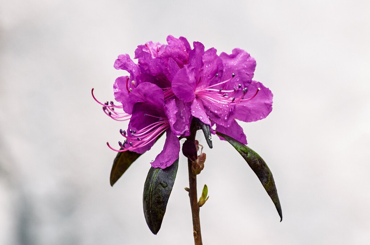 Цветущий май. - Виктор Иванович Чернюк Цветущий май. - Виктор Иванович Чернюк