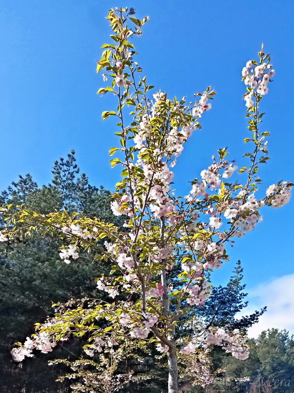 Сакура - Veera V Сакура - Veera V