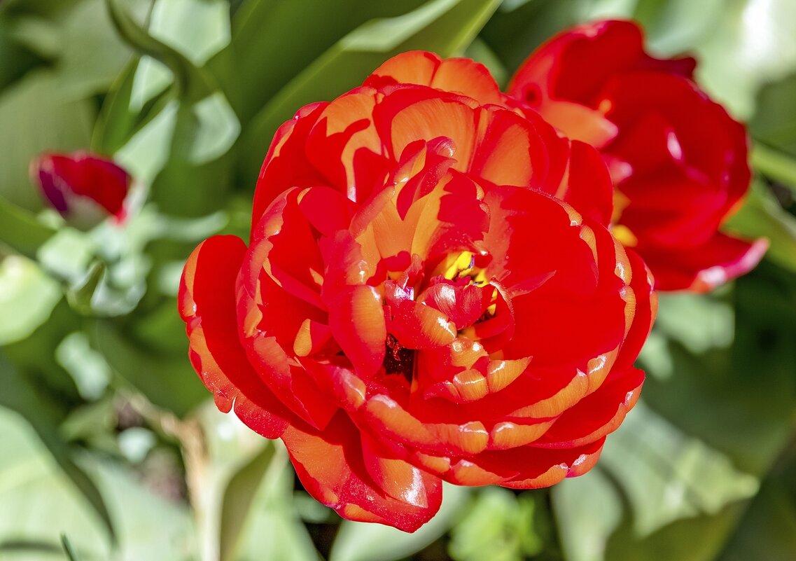 Махровый - Валерий Иванович Махровый - Валерий Иванович