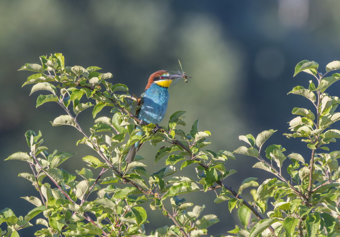 щурки - юрий макаров щурки - юрий макаров