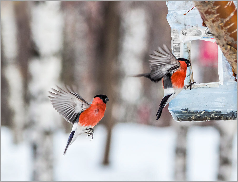 Снегирь - SanSan 