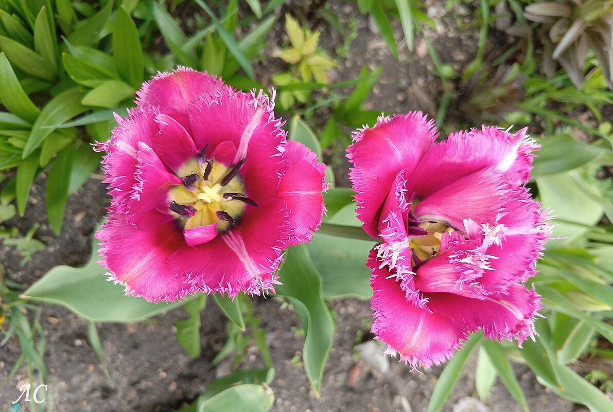 Шёлк лепестков тюльпаны - Любовь Сахарова