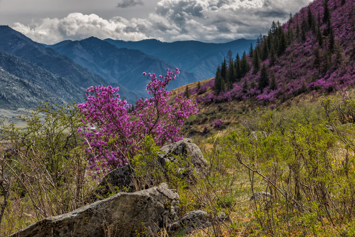 Цветущий Алтай. - Марина Юдинских Цветущий Алтай. - Марина Юдинских