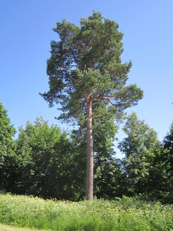 Звенигород. Сосна - Дмитрий Никитин Звенигород. Сосна - Дмитрий Никитин