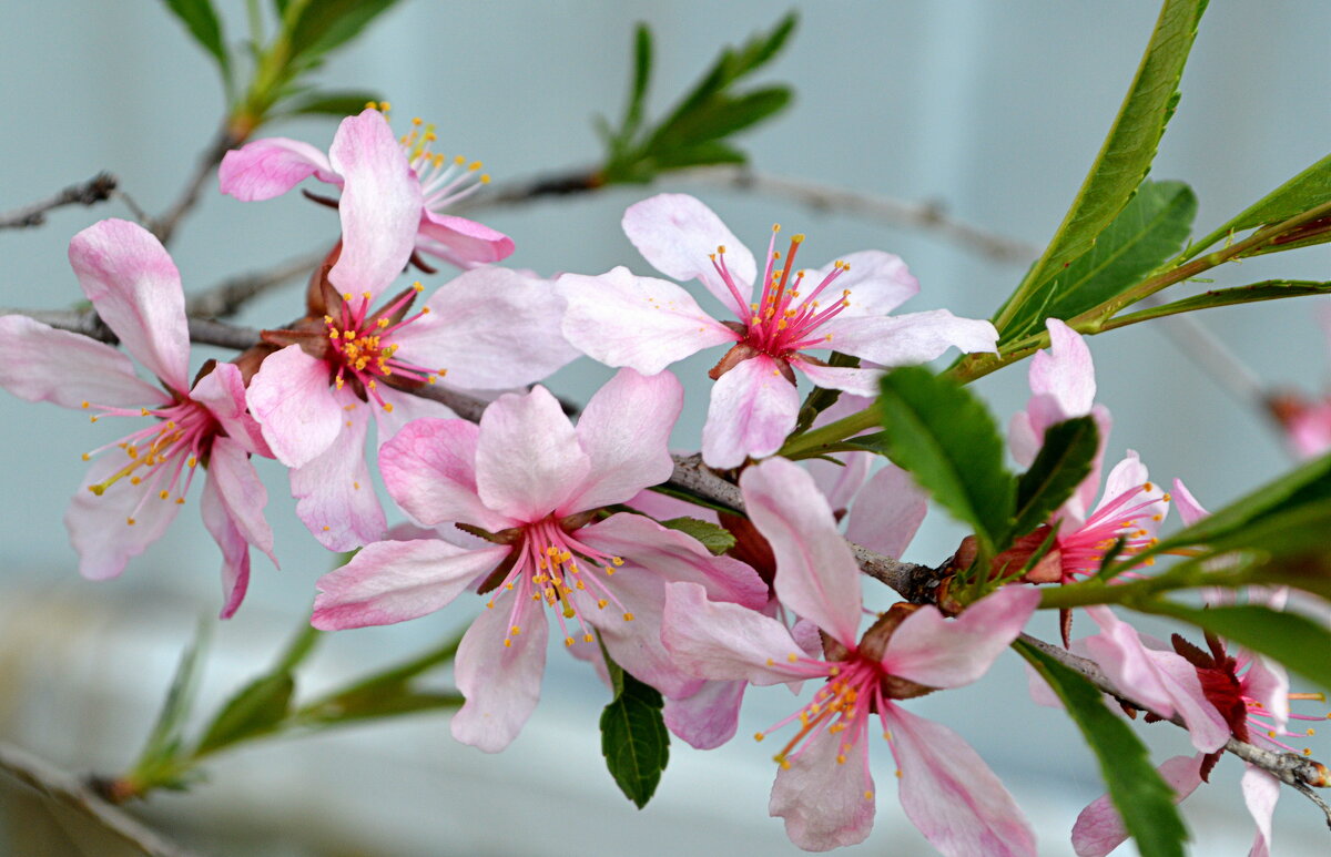 Миндаль декоративный - Татьяна Лютаева Миндаль декоративный - Татьяна Лютаева