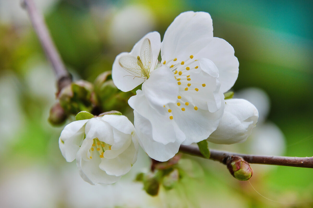 Вишня - Надежда Куркина Вишня - Надежда Куркина