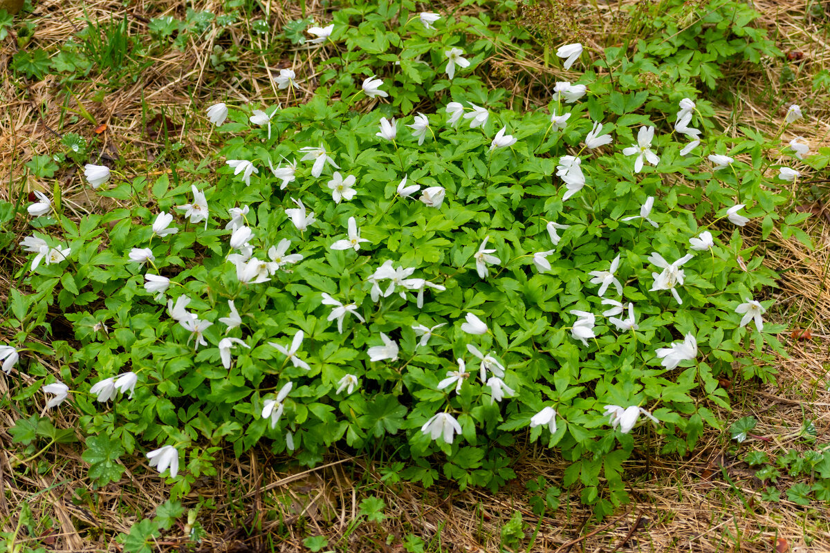 Подснежники - Владимир VS