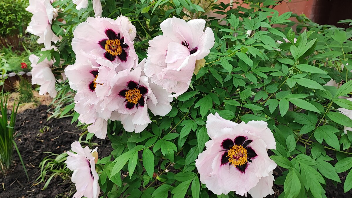 ,,, - Сергей Тимоновский