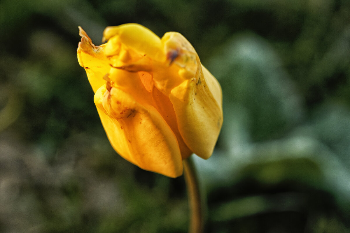 Тюльпан лесной или дикий - Андрей Жданов Тюльпан лесной или дикий - Андрей Жданов