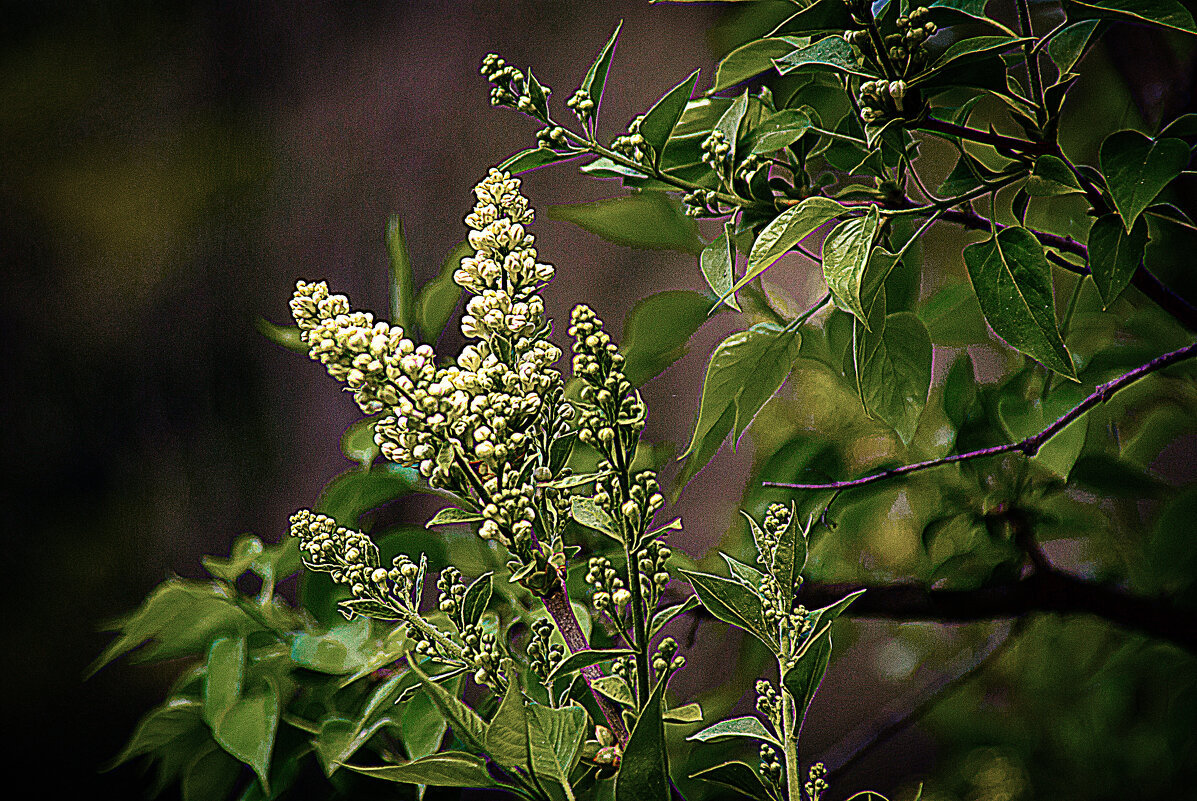 Весеннее - Владимир Кроливец Весеннее - Владимир Кроливец