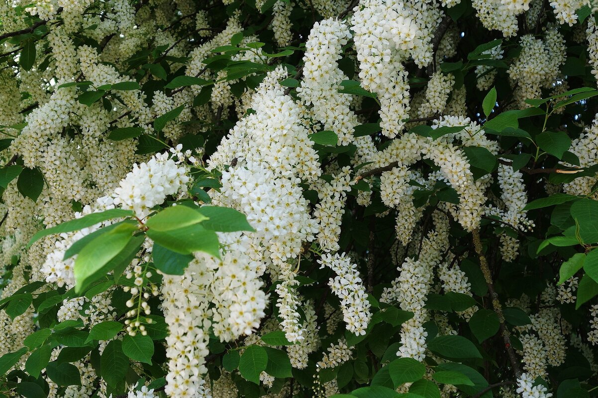 Цветет Черемуха - Рита Симонова Цветет Черемуха - Рита Симонова