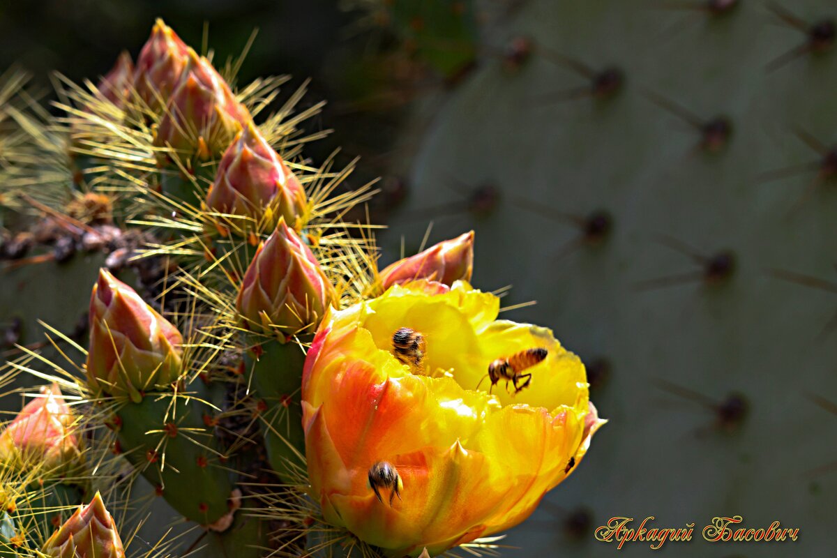 колючий мед - Аркадий Басович колючий мед - Аркадий Басович