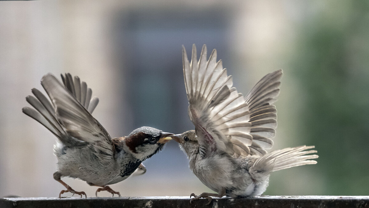 Поцелую... - olegdanilhenko Олег Данильченко Поцелую... - olegdanilhenko Олег Данильченко