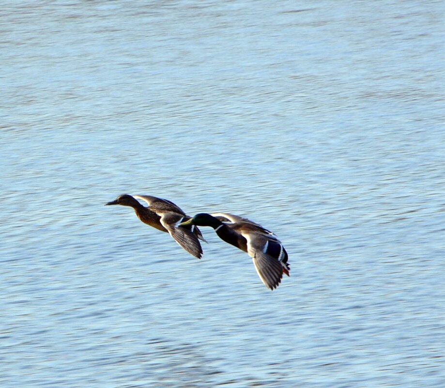 Над водной гладью - Oleg4618 Шутченко