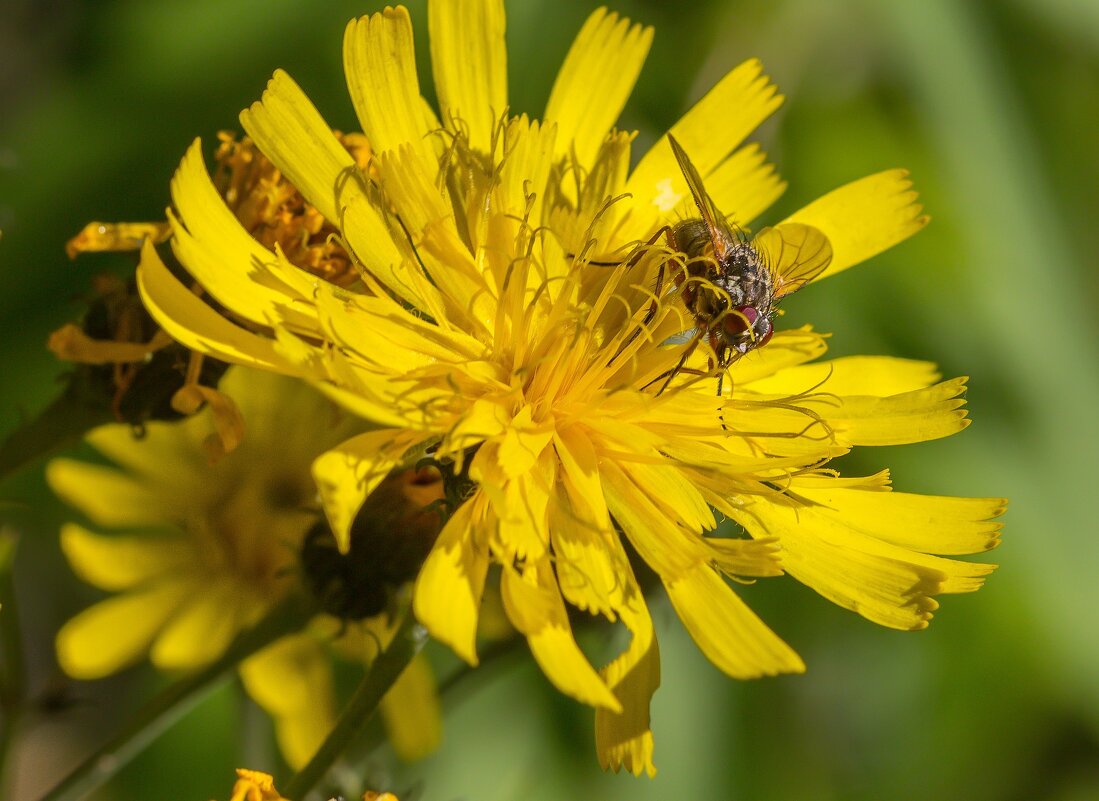 Краски лета. - Алексей Трухин