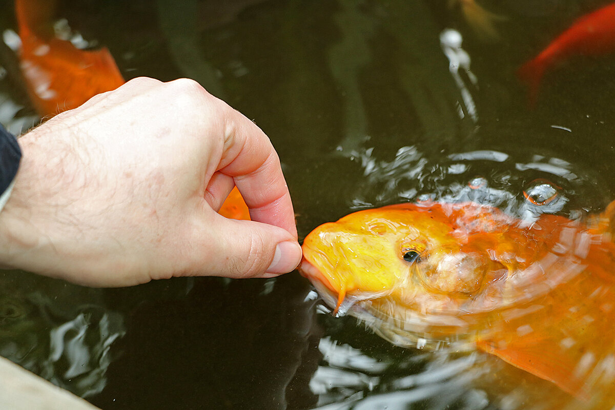 ...и рыбку покормили - Светлана ...и рыбку покормили - Светлана