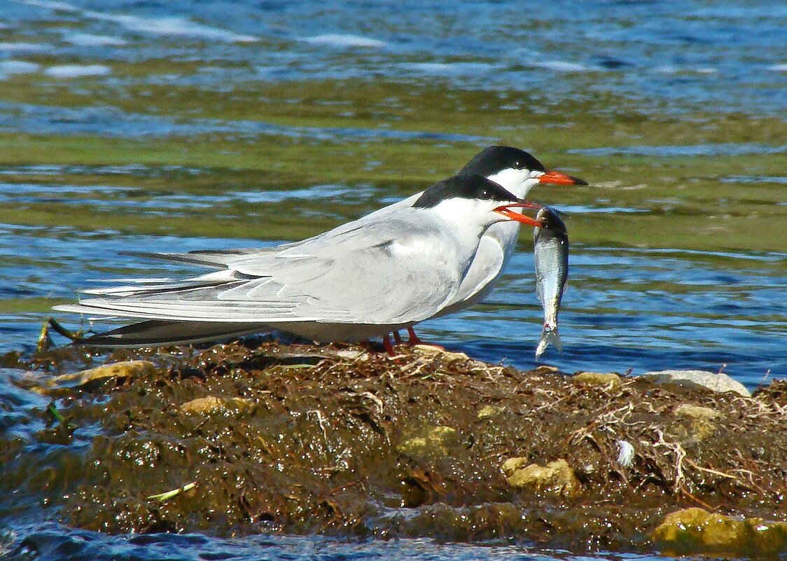 речные крачки - gawrilа - dan