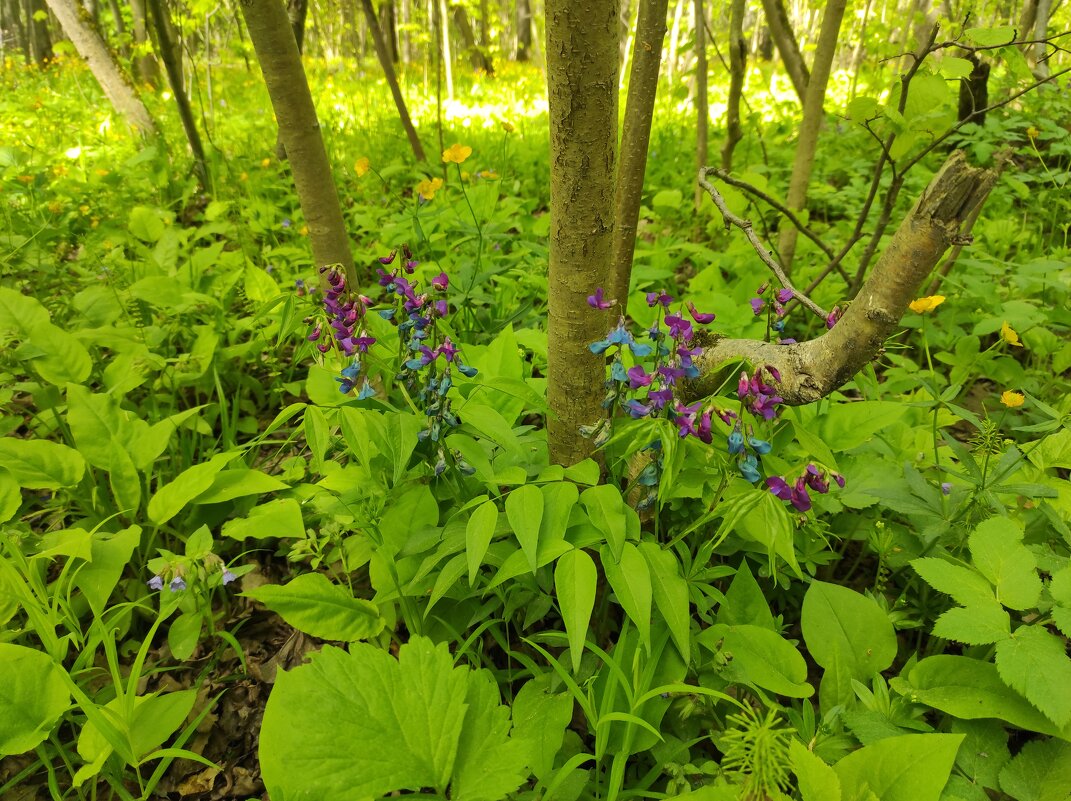 Цветочки лесные, разные - Игорь Ч. Цветочки лесные, разные - Игорь Ч.