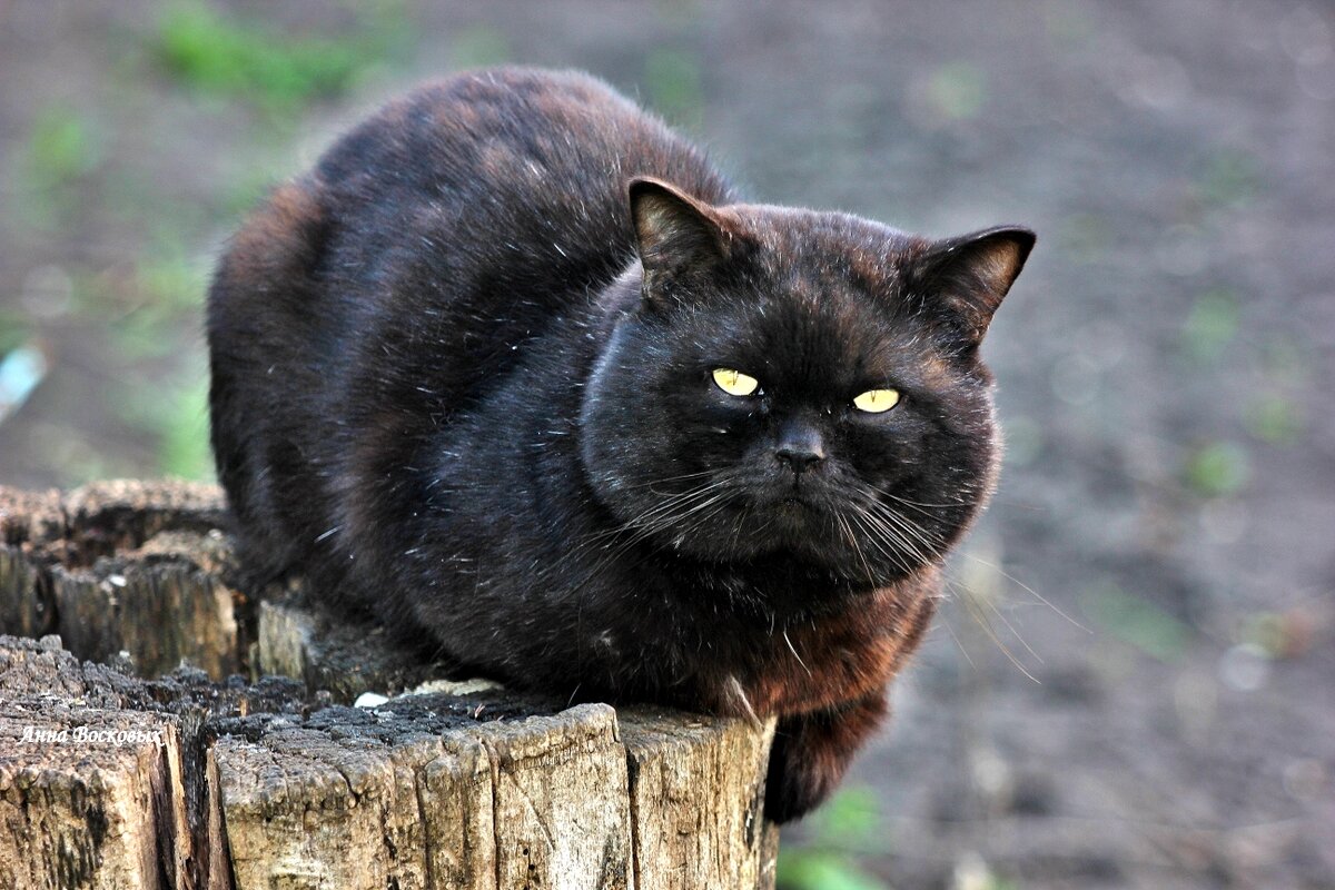 Жених для Пани. - Восковых Анна Васильевна Жених для Пани. - Восковых Анна Васильевна