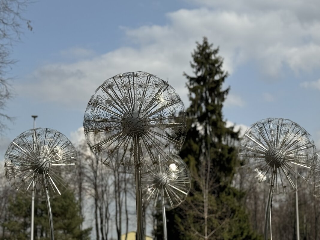 Одуванчики - Анна Камс