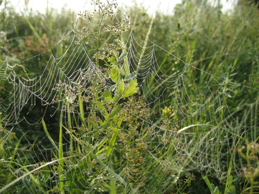 Пока роса - Anna Ivanova